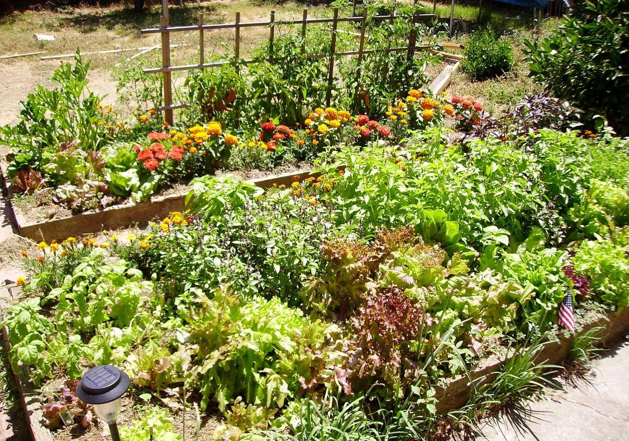 5 Companion Planting Ideas for Raised Beds